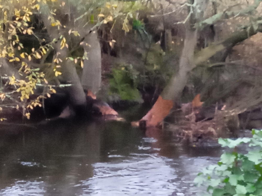 5B.jpg (383.03 Kio) Vu 6356 fois L'écorce du saule est parfois largement rongée, ce qui a des conséquences plus marquées que le simple broutage des jeunes branches.