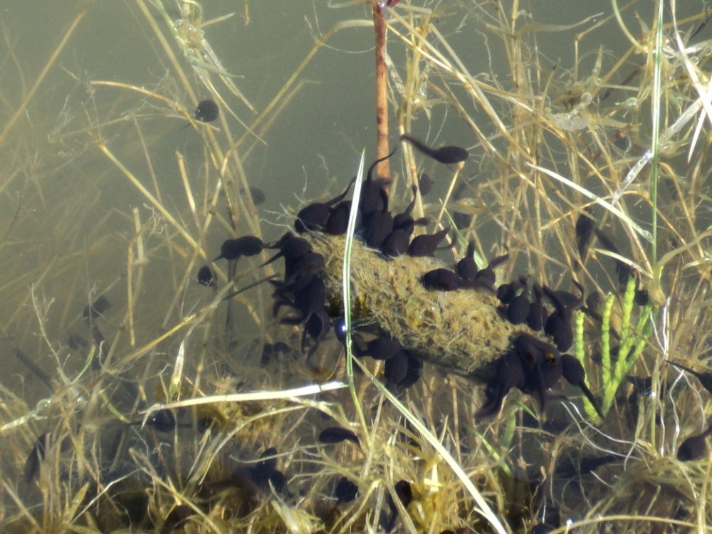 7-têtards crotte.jpg (539.54 Kio) Vu 8287 fois Les crottes du ragondin, riches en fibres végétales, attirent les têtards du crapaud qui s'en nourrissent.