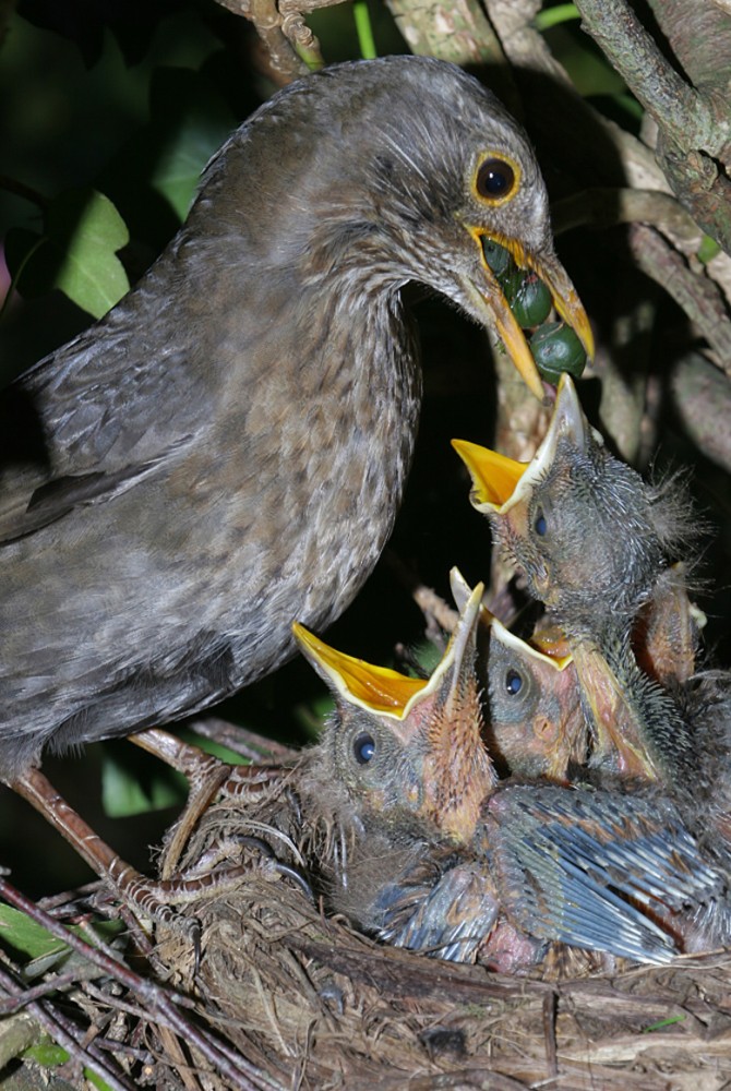 Photo Jacques Rivière; jeunes merles au nid nourris de baies du lierre. Mai 2008<br />Il est probable que vu la composition chimique de la pulpe du fruit du lierre (essentiellement glucides et lipides, remarquables sources d'énergie), les adultes &quot;savent&quot; compléter la ration alimentaire de proies animales pourvoyeuses de protéines. On retrouve cet équilibre dans le régime alimentaire des jeunes étourneaux dont les parents doivent jongler avec l'apport de larves de tipules énergétiques et de chenilles protéinées!