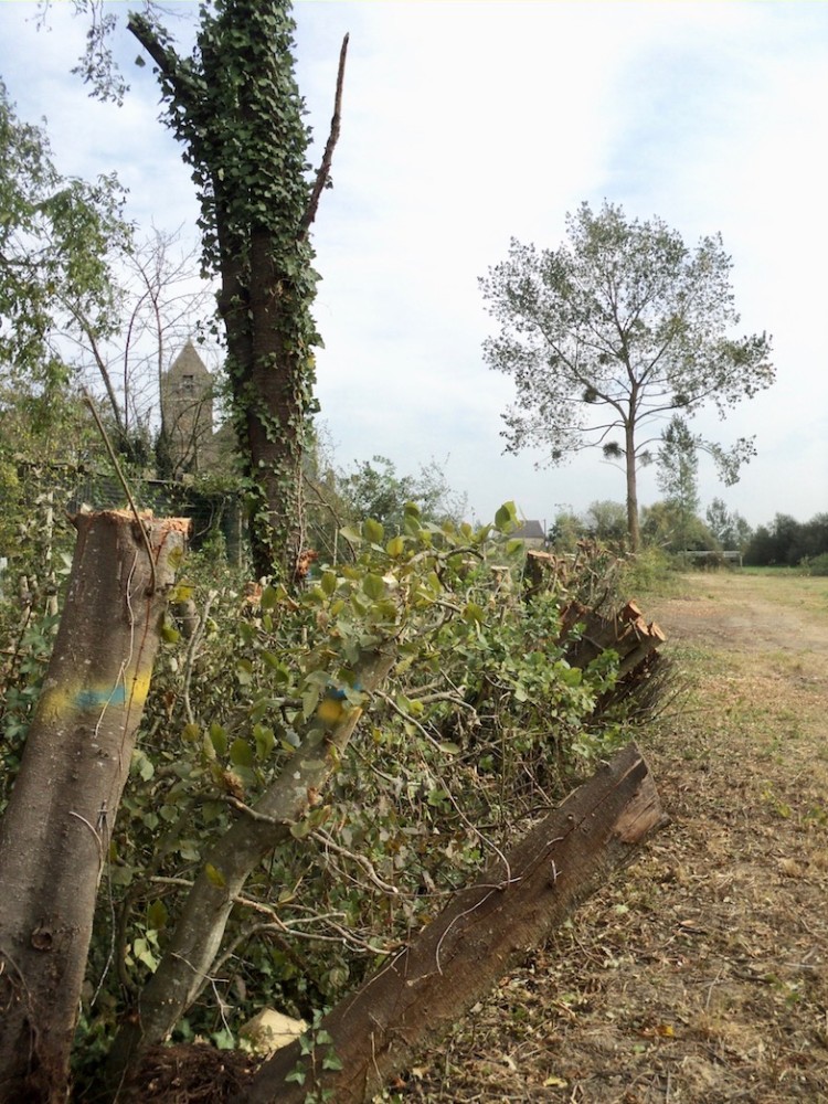 B.jpg (354.36 Kio) Vu 6090 fois Après la coupe, mi septembre.