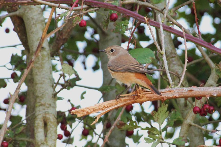 rouge queue a front blanc