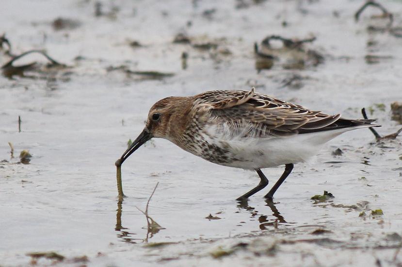 Bécasseau variable