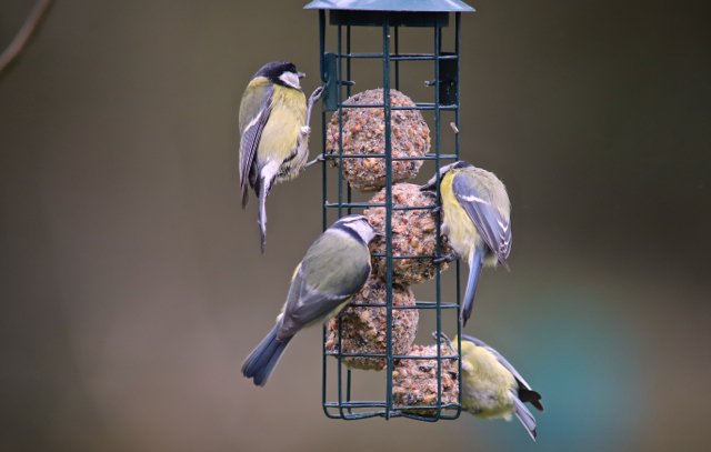 Mésange bleue67.jpg