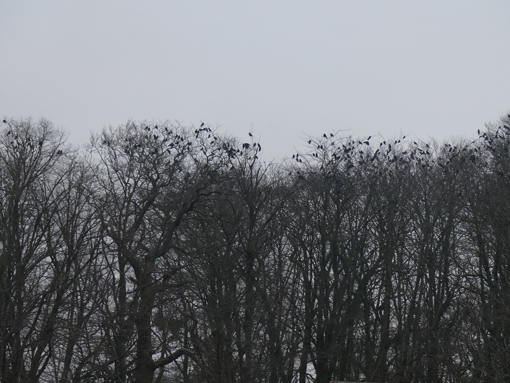 allée d'arbres dortoir choucas.JPG