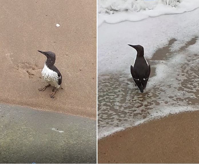 Guillemot de Troïl, Blonville-sur-Mer (14), 2.02.2022 (Ph. A. Delasalle).jpg