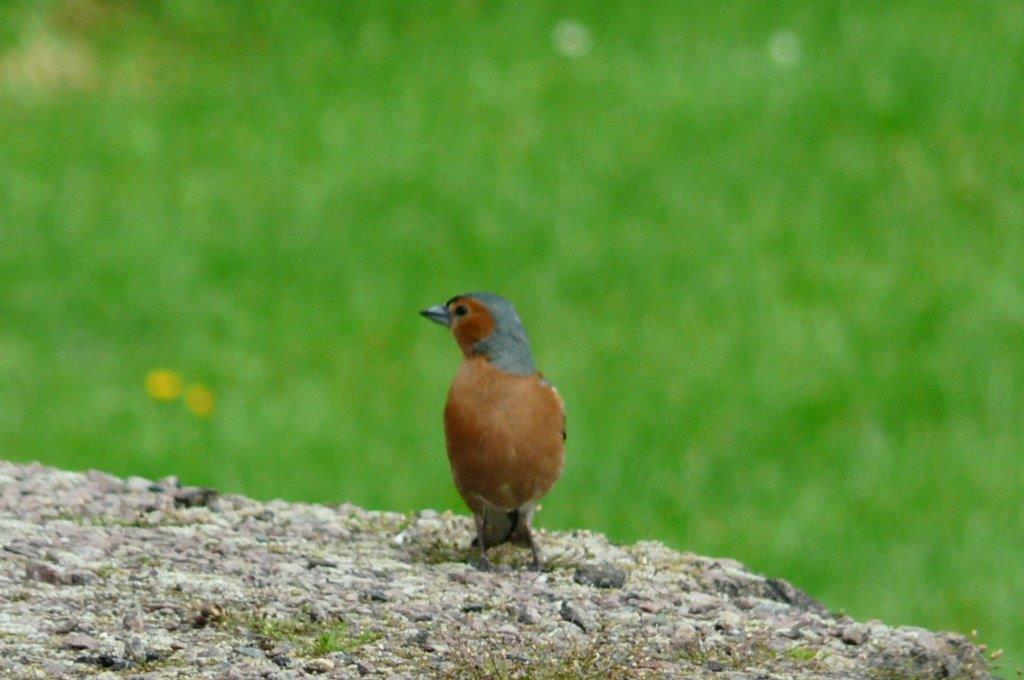 Oiseau à identifier