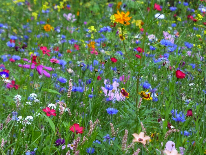 prairie fleurie.jpg