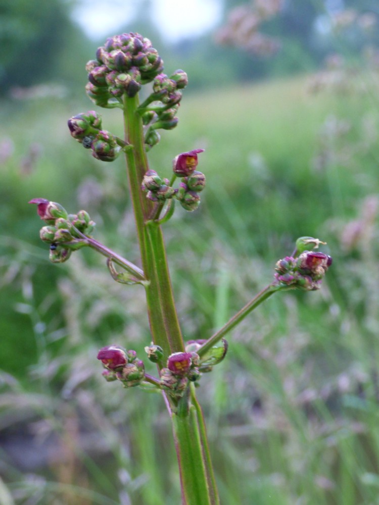 La scrofulaire aquatique, une des plantes à fleurs de la rive avec les iris, l'angélique, la lysimaque, etc.