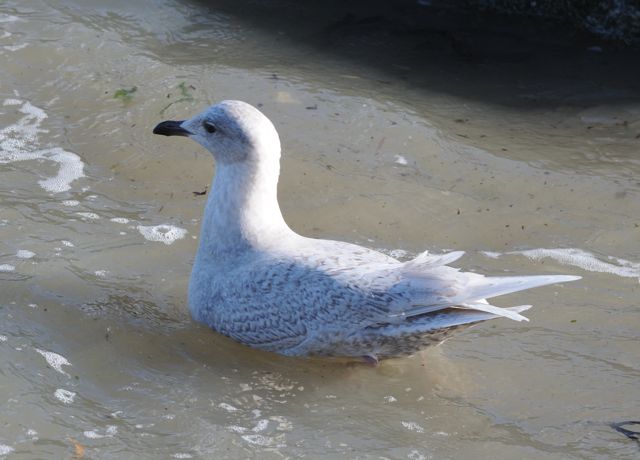 sous certains éclairages, le goéland à ailes blanches de premier hiver est très clair