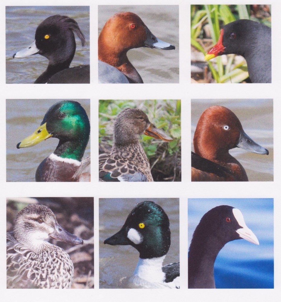 20051115- photos J Rivière.jpeg (355.21 Kio) Vu 7583 fois Sélection photos Jacques Rivière. Les autres contributeurs photographes sont Alain Chartier, Céline Chartier, Christian Gérard, Philippe Spiroux, Claude Ingouf et Jean Collette.