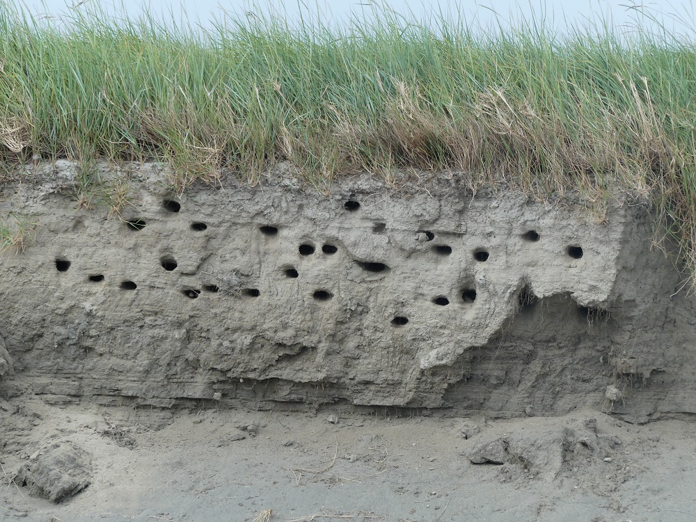 colonie d'hirondelles de rivage bord Sée à Vains.JPG