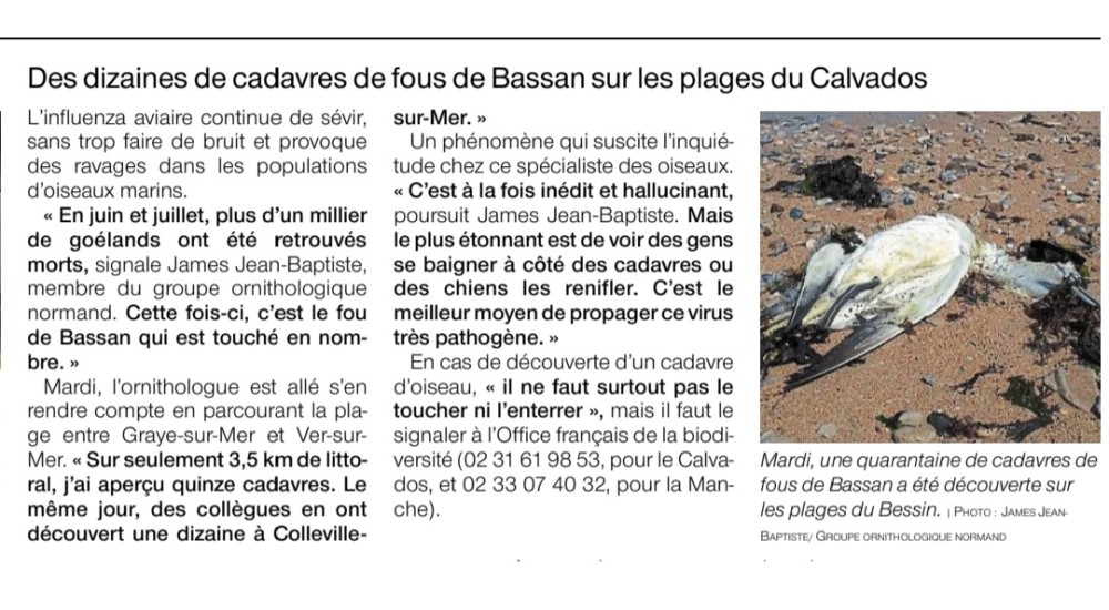 Fous_OF8148 20220901.jpg (229.11 Kio) Vu 43477 fois Ouest-France_2022_08_30