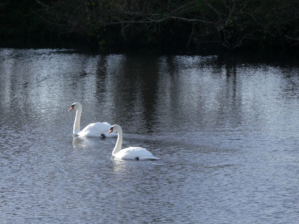 Cygnes sur l'Orne.