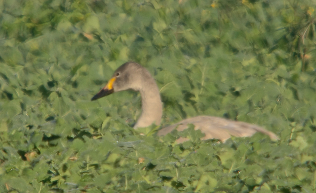 Cygne de bewick16.jpg