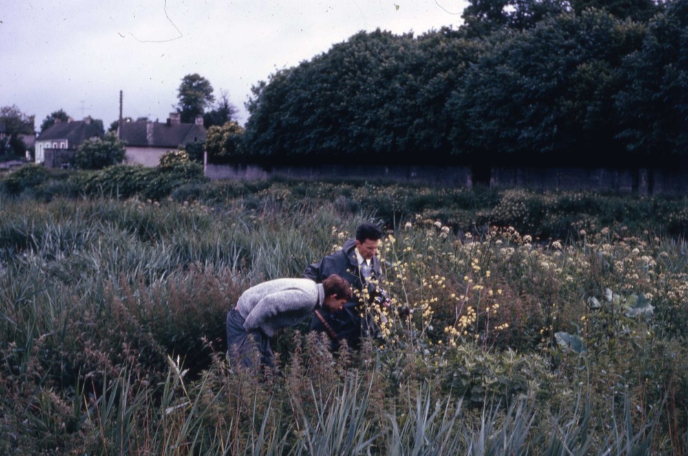 G. Moreau à la recherche des nids de rousserolle verderolle (et JCo qui profite de la leçon), rives de l'Orne, Caen. 16 juin 1971.<br />Photo Bernard Braillon.