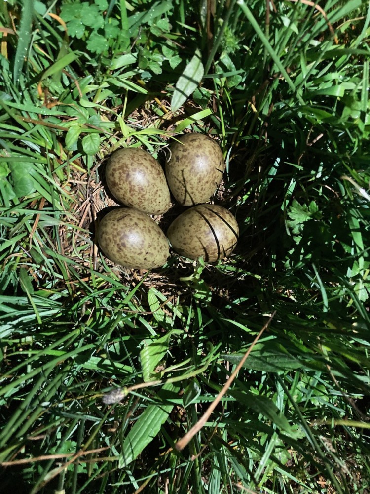 Nid courlis 450 Graignes.jpeg (588.81 Kio) Vu 8307 fois nid de courlis des Prés de Rotz