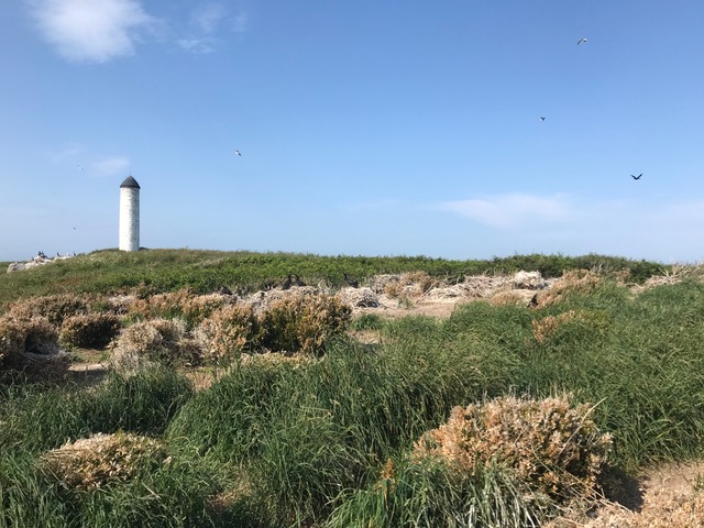 Une partie de ce qui reste de la colonie de grand cormoran.jpeg