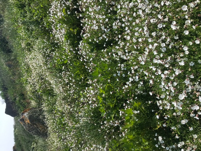 Nouveau à Chausey des fleurs partout.jpeg