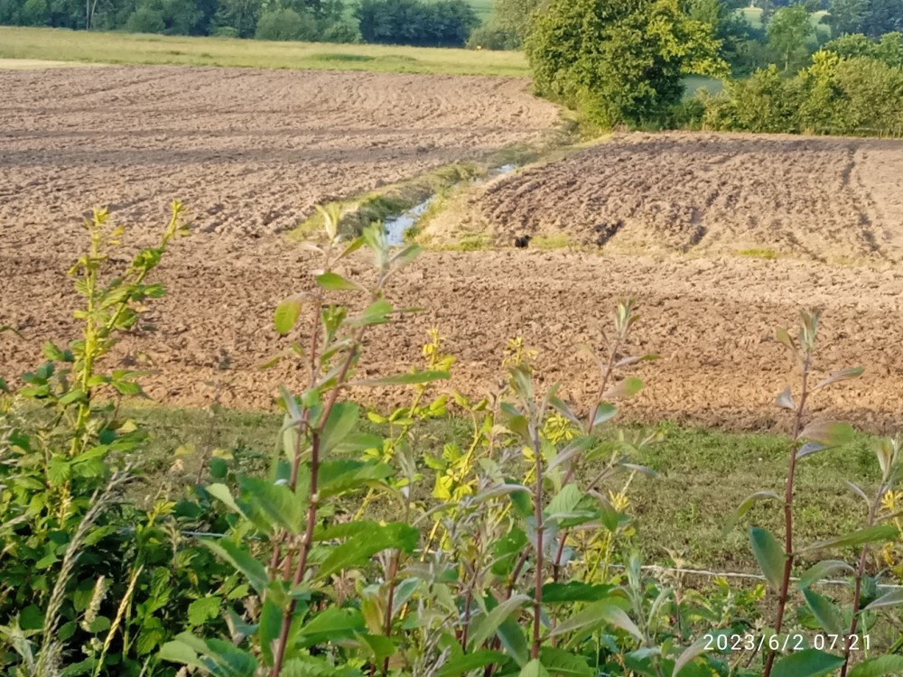 2023, juin, même constat. La vallée est tellement humide (humour...) que la Sée va fournir de l'eau au bassin Avranches-Granville qui manque d'eau en été vu la fréquentation touristique, un pompage est prévu un peu en amont de cette parcelle. Sauf qu'en été à Tirepied (le Montier réserve), on traverse la Sée en botte ...