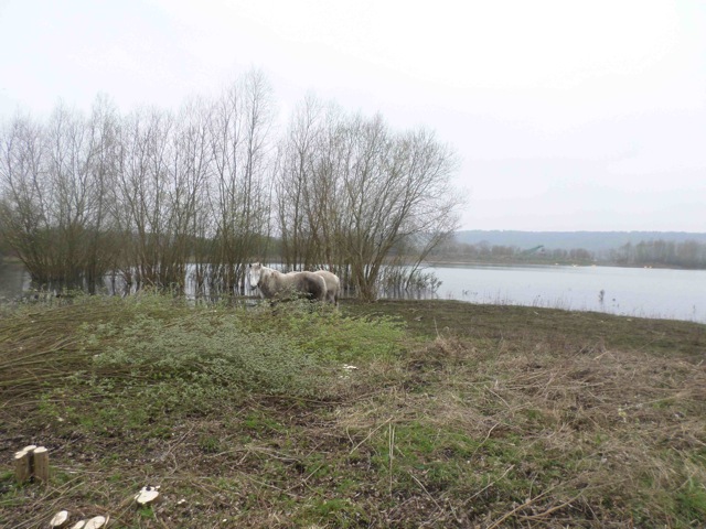 Brouter les bourgeons, un petit plaisir printanier