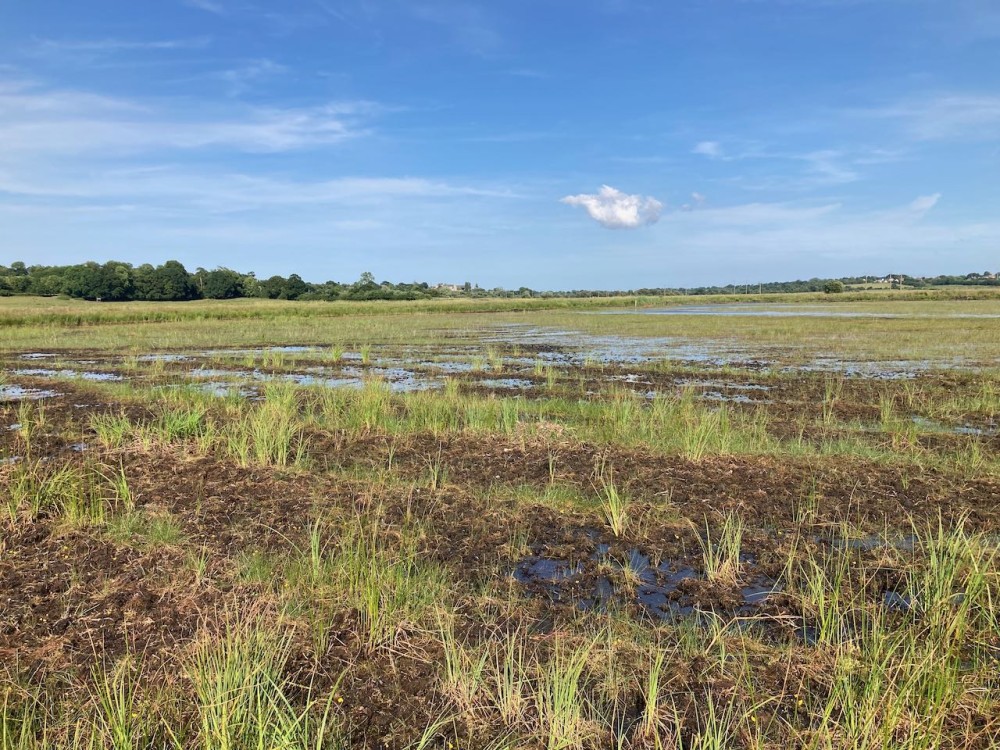 IMG_1498.jpeg (361.55 Kio) Vu 9326 fois vue d'une partie de la mare