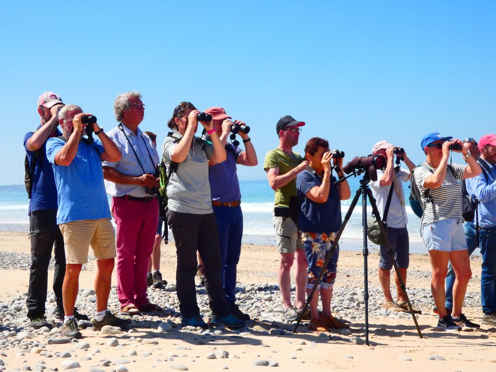 Sur la plage, à la recherche des poussins de grand gravelot.