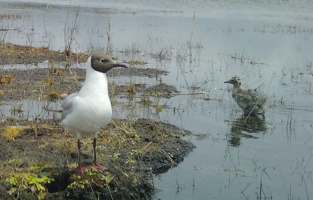 mouette avec son poussin début juillet