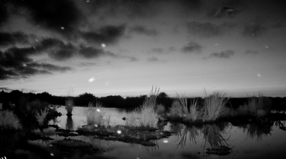 insectes volant au dessus de la mare à 23h