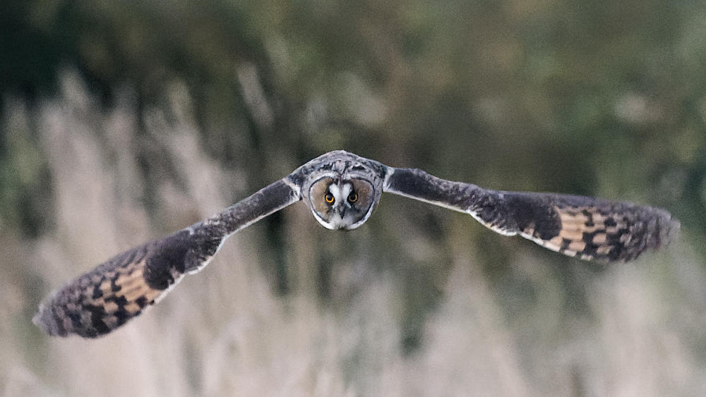 Il me regarde dans les yeux, il est a 40m environ 21h45:24