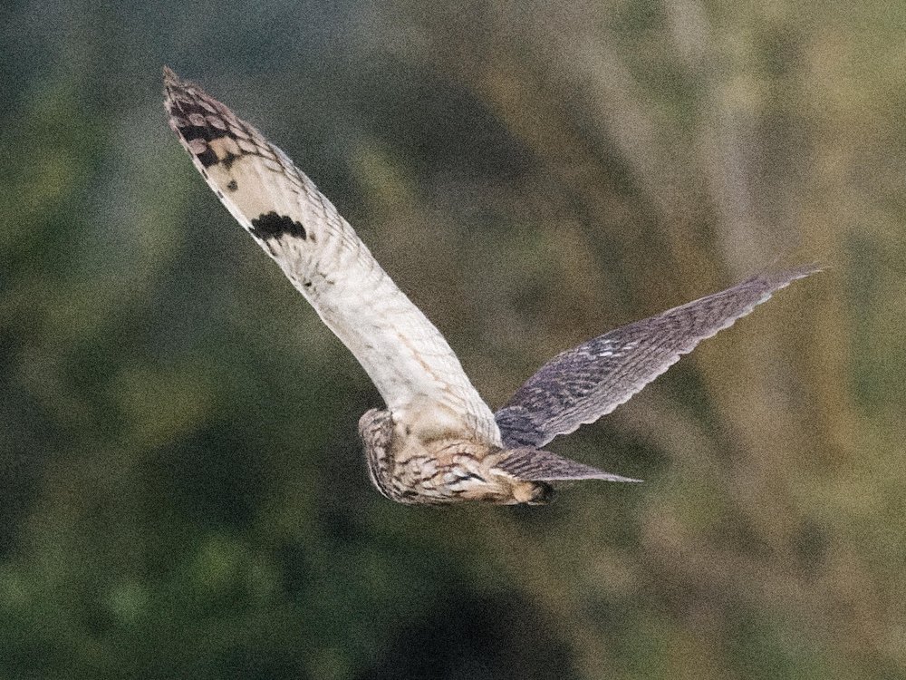 Dernière photo, il s'en va chasser ailleurs à 21h45:51