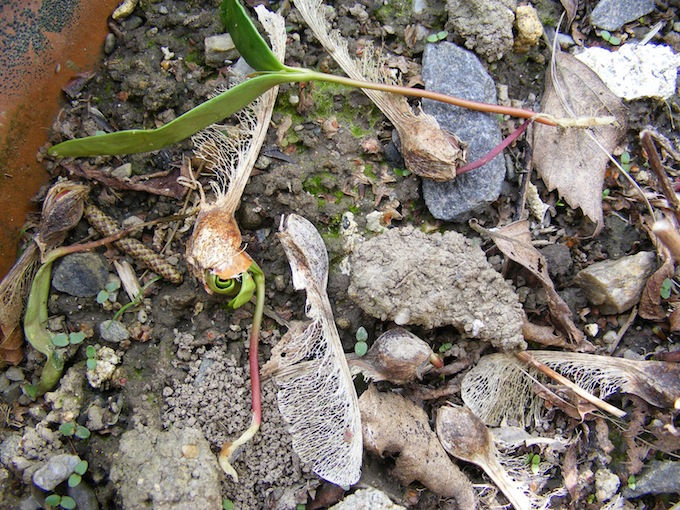 germination des samares.JPG