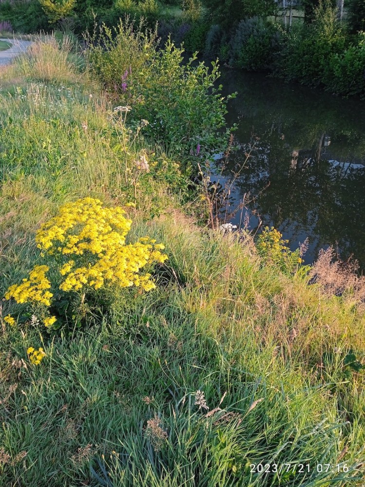 La rive fleurie du bief aux étangs du prieuré à Saint-Hilaire-du-Harcouët. Le fauchage différencié pose un questionnement permanent sur ce site très fréquenté par le public.