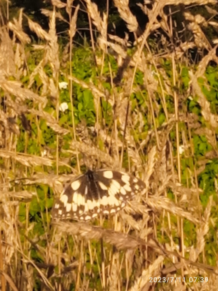 Le Demi Deuil sur le refuge de la prairie humide des Etouvières à Cuves.