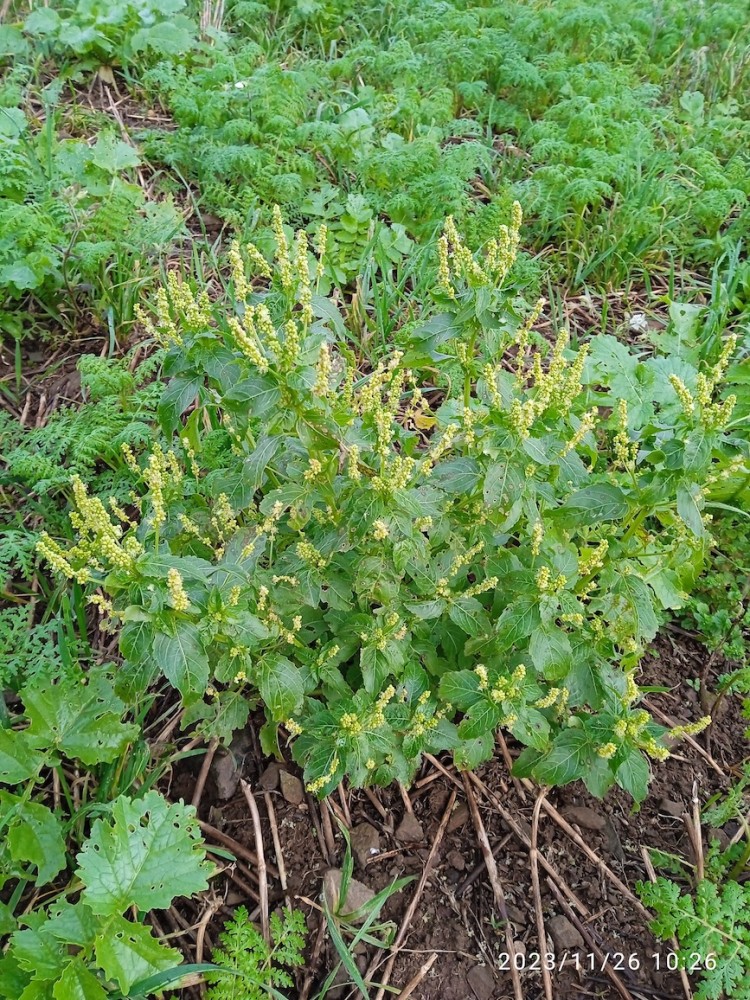 AC.jpg (601.82 Kio) Vu 24877 fois mercuriale annuelle en graine