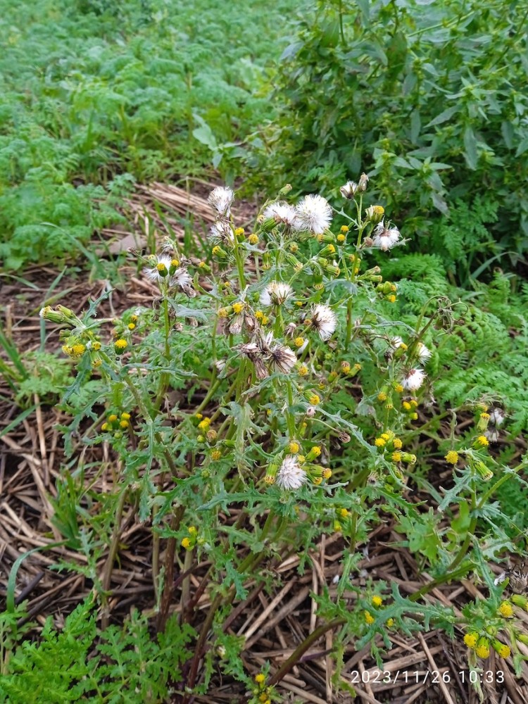 AD.jpg (439.75 Kio) Vu 22817 fois séneçon vulgaire en graine