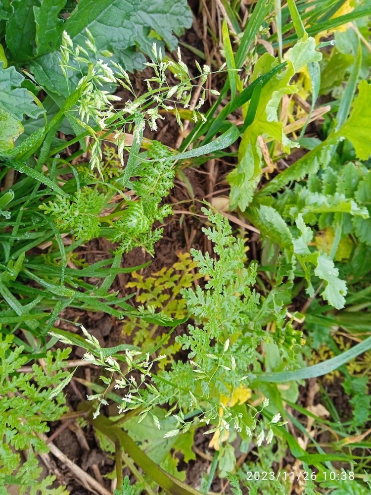 AE.jpg (423.17 Kio) Vu 22817 fois pâturin