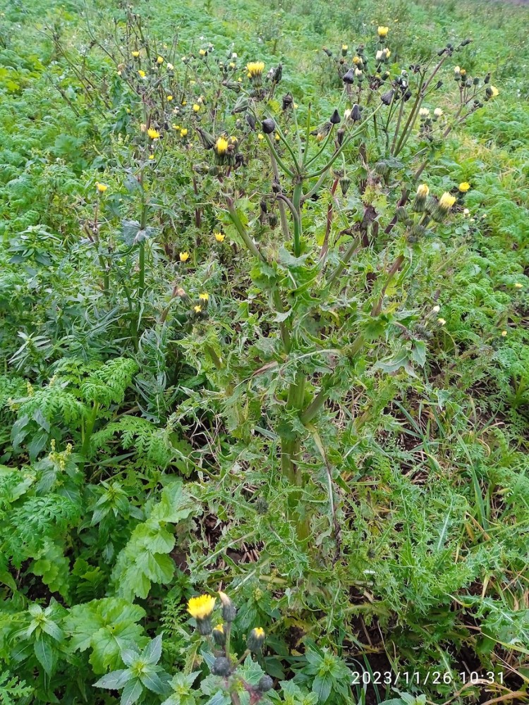 laiteron.jpg (624.21 Kio) Vu 24872 fois laiteron