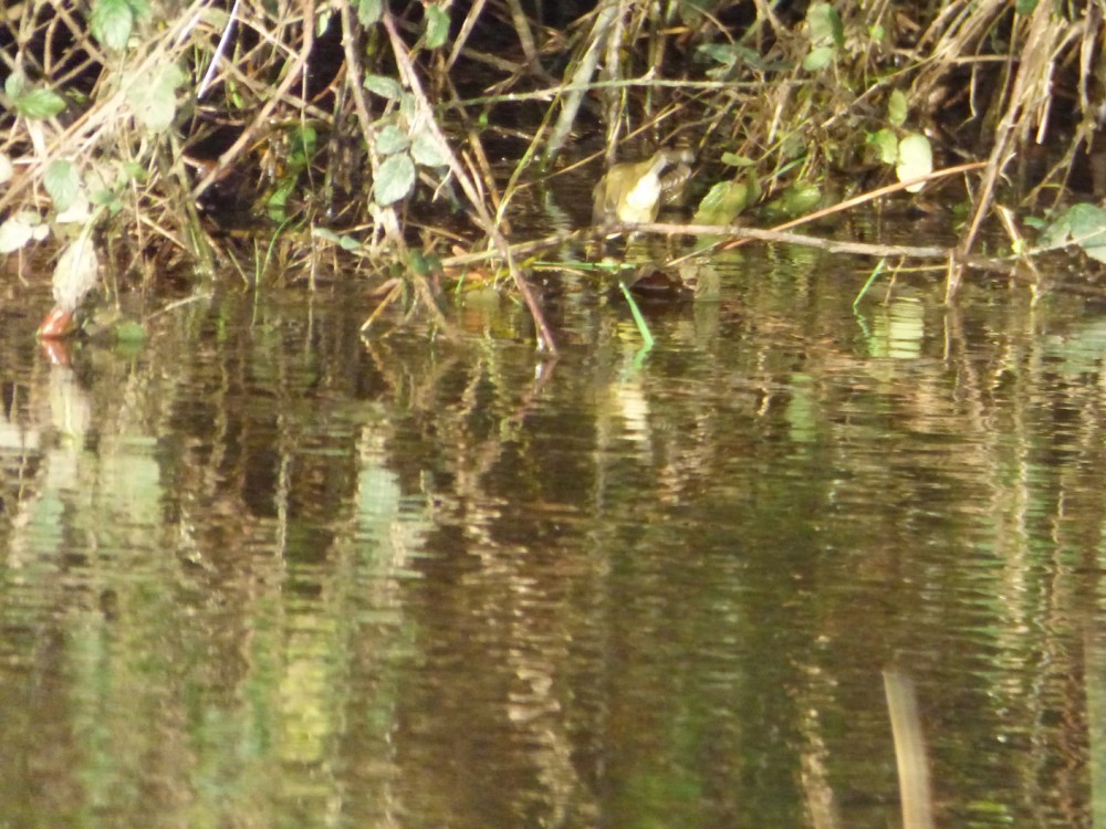 P1040263.jpg (678.08 Kio) Vu 13059 fois Les clichés sont mauvais, c'est mon style...