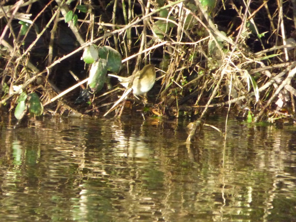 P1040266.jpg (723.37 Kio) Vu 13059 fois L'herbe suspendue dans les ronces marque la limite maximum du niveau d'inondation