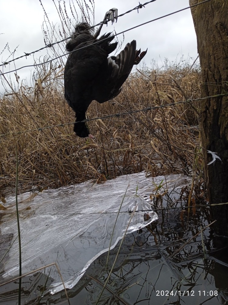 cadavre de foulque (12/01/24) Photo J Collette