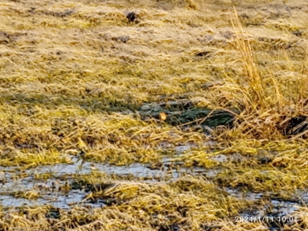 IMG_20240111_100140_1.jpg (326.14 Kio) Vu 12994 fois posé à 10 m de la haie