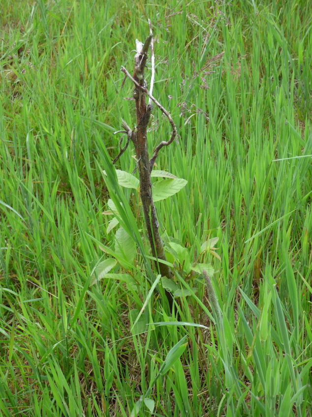 jeune plant de châtaignier brouté par le chevreuil (reboisement non protégé).