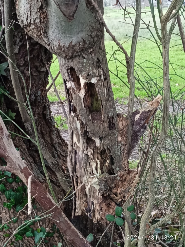 A3.jpg (646.59 Kio) Vu 14096 fois Extrémité morte et attaquée par les oiseaux "du bois mort"