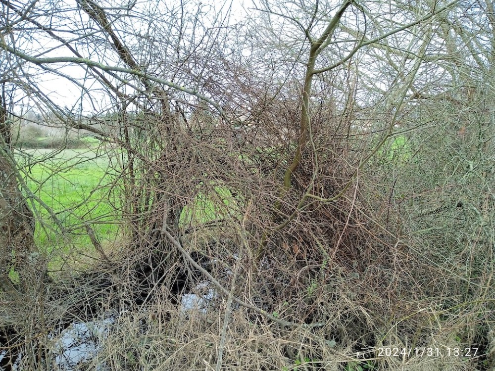 A.jpg (573.98 Kio) Vu 14097 fois Compétition aubépine-roncier