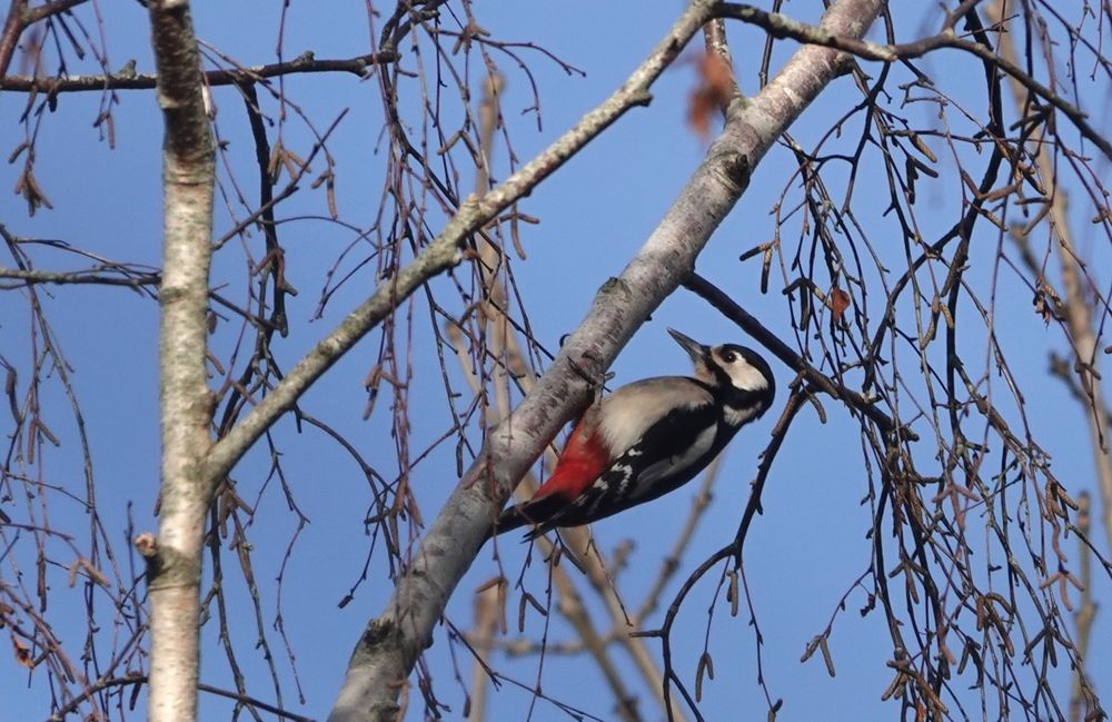 Pic épeiche en reprise d'activités : il y a au moins deux couples dans le bois. Les cavités sont creusées souvent dans des bouleaux.