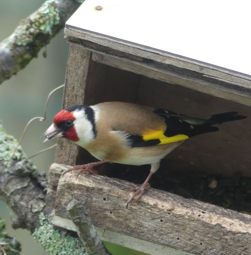 chardonneret à la mangeoire.JPG