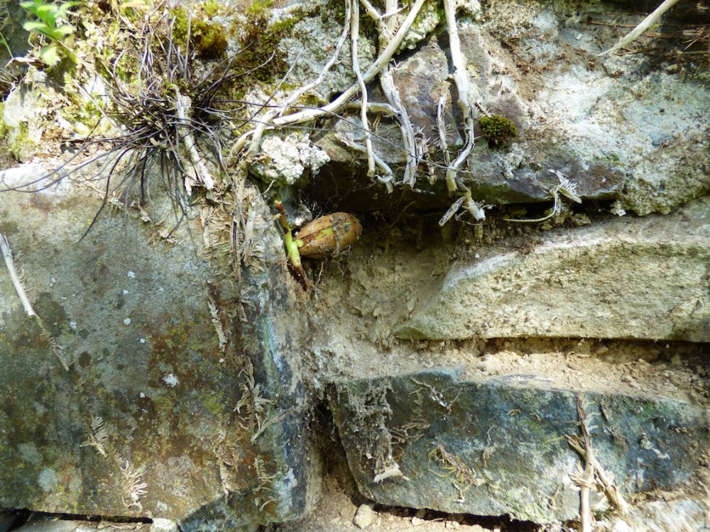 gland en cours de germination entre les pierres du mur. Le Montier, avril 2021.
