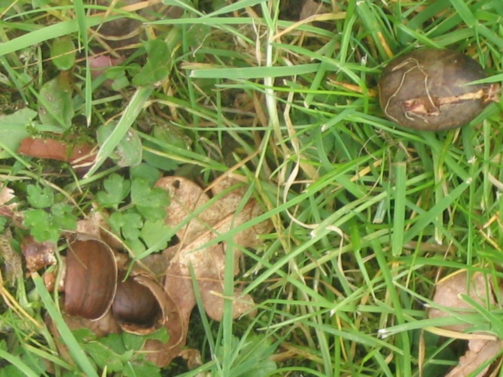 IMG_6610.jpg (282.71 Kio) Vu 24001 fois Reliquat de gland après passage "à la brosse" par le pigeon ramier (Obs de mars 2007 au Montier)