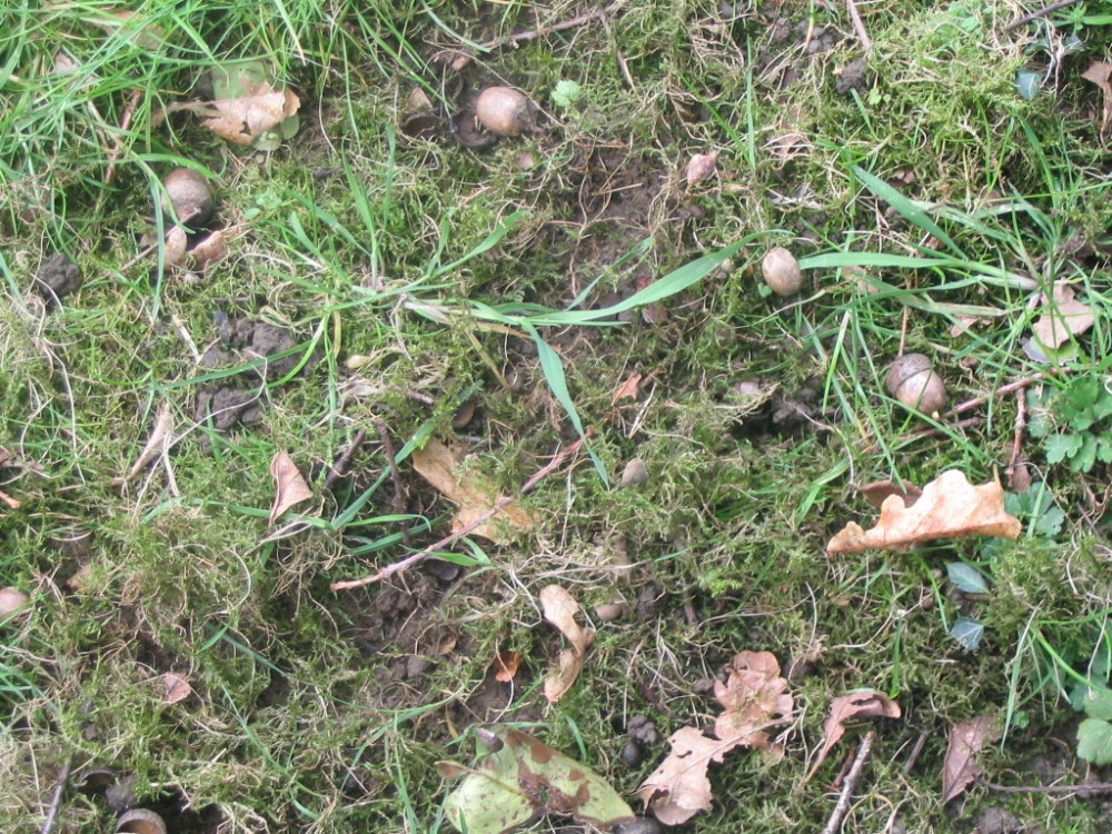 IMG_6612.jpg (519.08 Kio) Vu 21941 fois zone d'alimentation du pigeon ramier sous le chêne