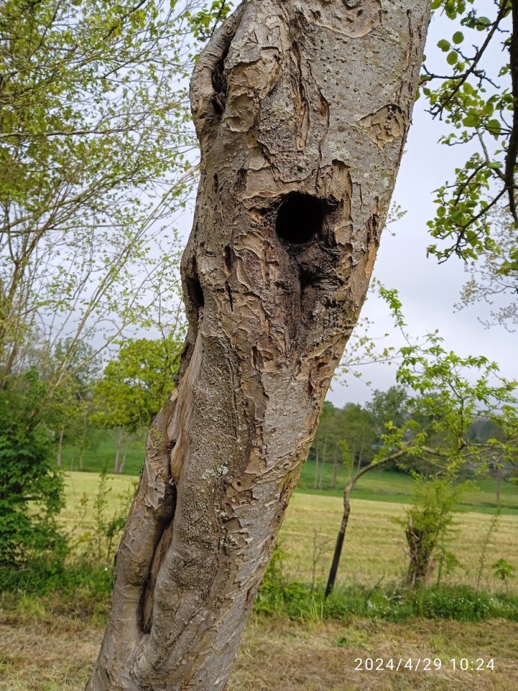 Le même pommier sous un autre angle